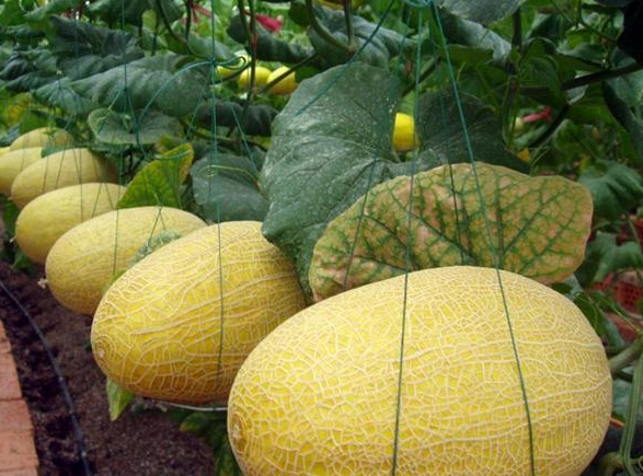 設(shè)計(jì)一個(gè)500噸哈密瓜保鮮庫(kù)要求，哈密瓜冷庫(kù)建造費(fèi)用